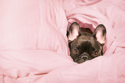 French bulldog in pink sheets at home