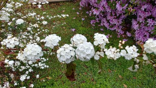 Flowers growing on plant