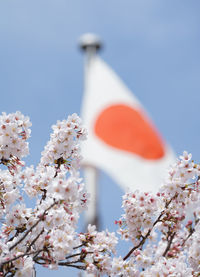 Low angle view of white cherry blossom and japanese flag