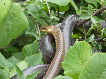 Close-up of lizard on plant