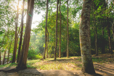 Trees in forest