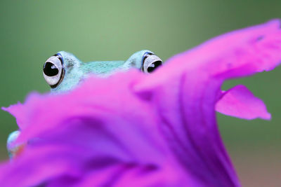 Close-up of insect on flower