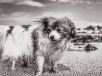 Portrait of dog standing outdoors