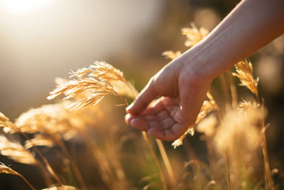 Close-up of wheat growing on field