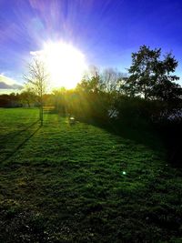 Scenic view of grass against sky