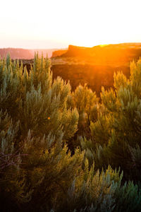 Trees and mountains against sky during sunset