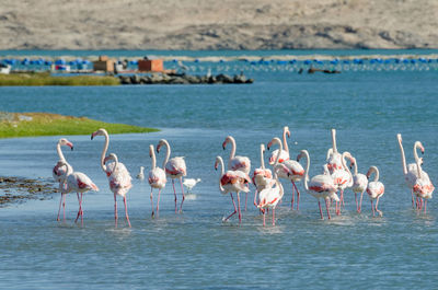 Pink flamingo birds in lagoon near luderitz, namibia