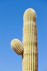 Low angle view of succulent plant against clear blue sky