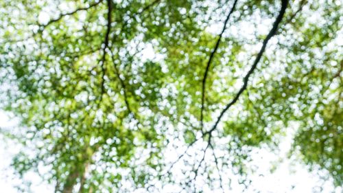Low angle view of trees in forest