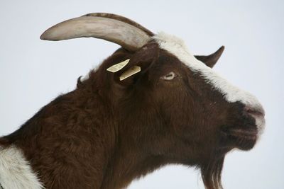 Close-up of a cow