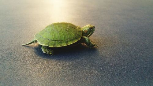 Close-up of turtle