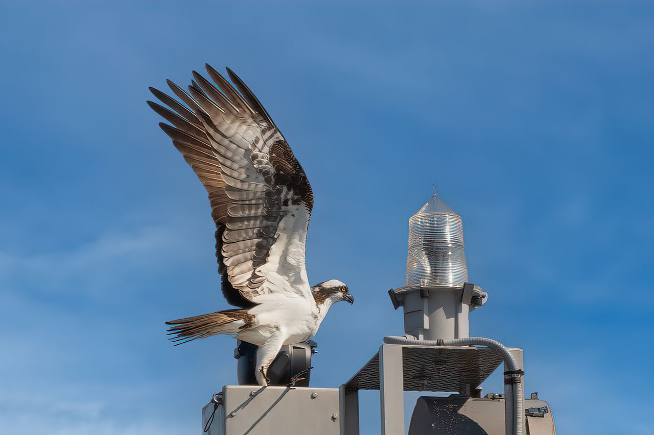 Balbuzard Bird Of Prey Bird Spread Wings Flying Blue Sea Beach Sky Animal Themes Close-up Eagle - Bird Animal Wing Bald Eagle Feather  Falcon - Bird Flapping Hawk - Bird Beak