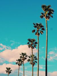 Low angle view of palm tree against blue sky