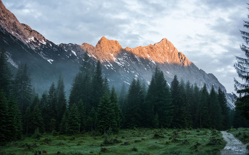 Panoramic view of pine trees and mountains against sky