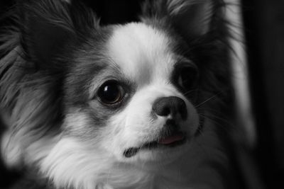 Close-up portrait of a dog