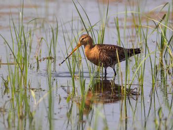 Bird in lake