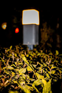 Illuminated street light on road at night