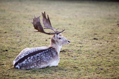 Deer sitting on field