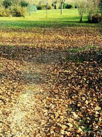 Autumn leaves on field