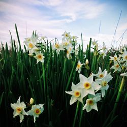 Close-up of white flowers blooming in field