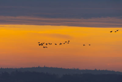 Silhouette birds flying in sky during sunset