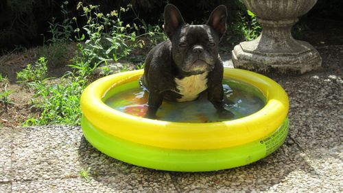 Dog by swimming pool