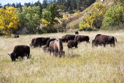 Horses grazing in a field