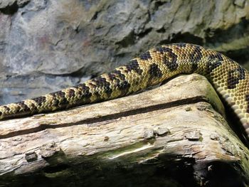 Close-up of lizard