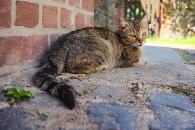 Portrait of a cat resting