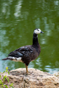 Close-up of bird perching on lakeshore