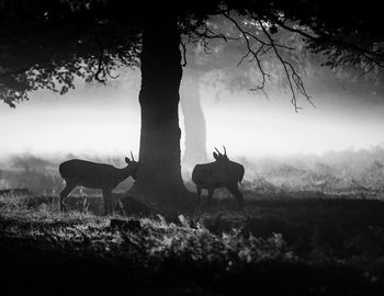 Silhouette animal on landscape against clear sky