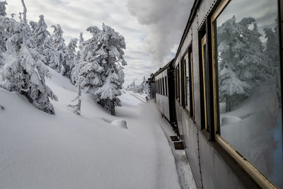 Snow covered plants against sky