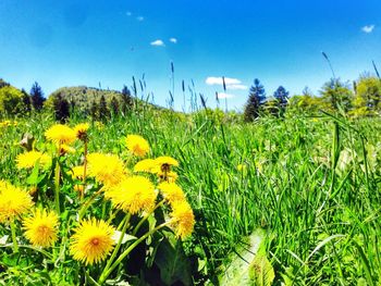 Yellow flowers growing in field