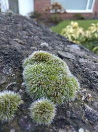 Close-up of plant