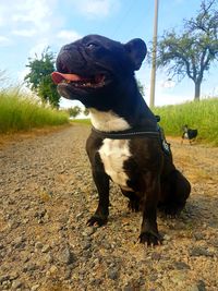 Dog sitting on field against sky