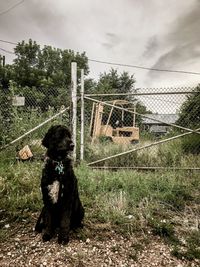 Rear view of dog on field against sky