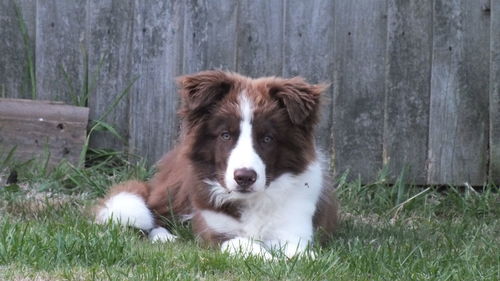 Portrait of dog on grass