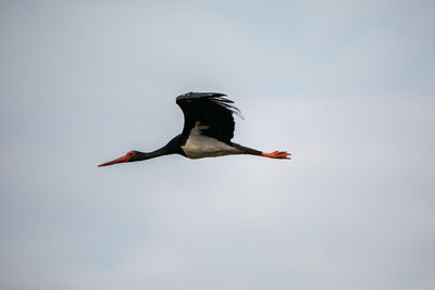 Low angle view of bird flying