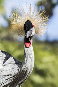 Close-up of bird against blurred background