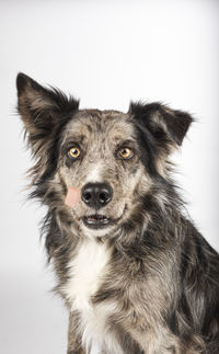 Portrait of a funny dog catching treats isolated on a white background