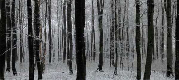 Snow covered trees in forest