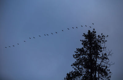 Low angle view of birds flying against sky