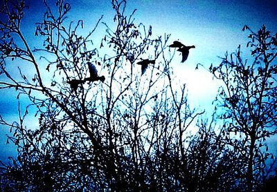 Low angle view of birds perching on branch against clear sky