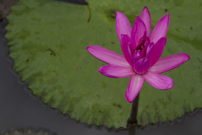 Close-up of pink lotus water lily