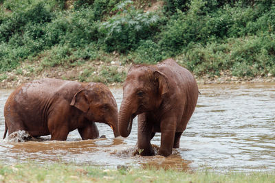 View of elephant drinking water