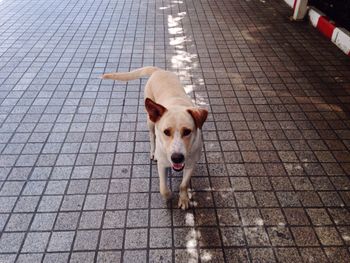 High angle portrait of dog standing on sidewalk