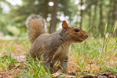 Squirrel on field