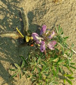 Close-up of purple flowers