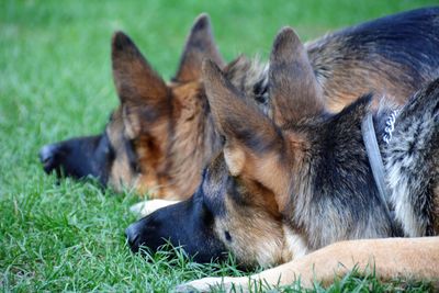 Close-up of dog lying on grass