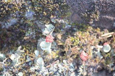 Close-up of flowers on tree